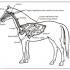 Respiratory Disease in the Horse